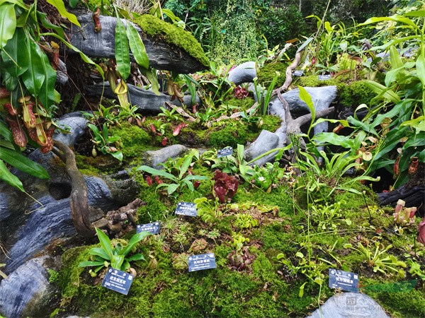 多种食虫植物组合营造的微型生态景观.jpg