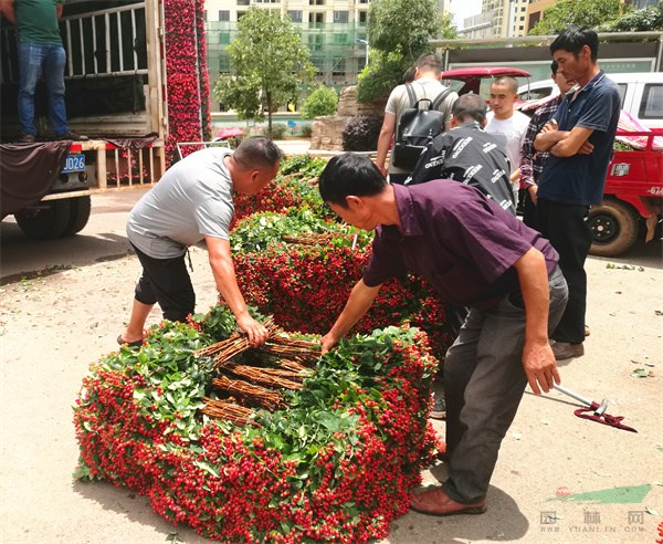 斗南花市销售的火龙珠切果 (2).jpg