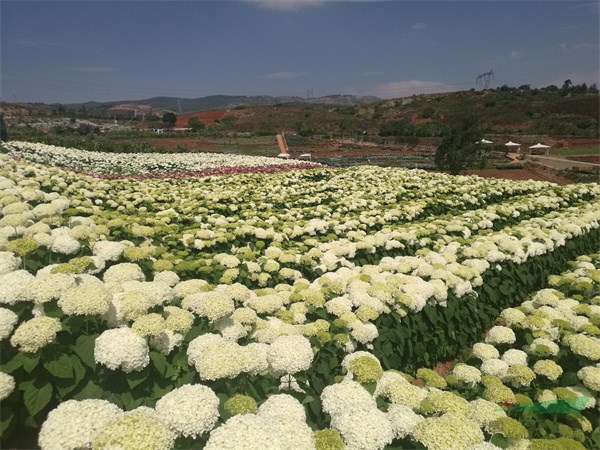 南国山花收集种植的绣球花花开正好.jpg