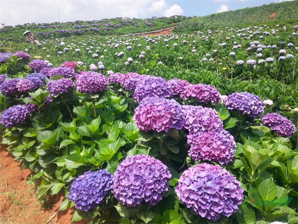 南国山花收集种植的绣球花花开正好 (1).jpg