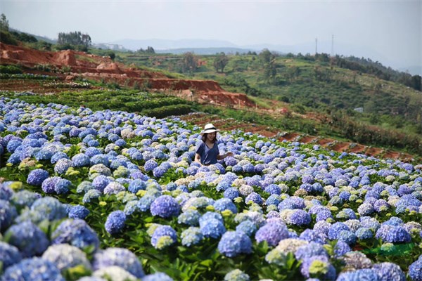 南国山花收集种植的绣球花花开正好 (2).jpg