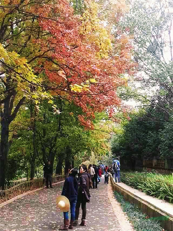 昆明植物园层林尽染、秋景如画.jpg