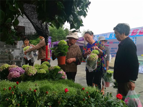 市民在选购家庭园艺盆栽植物 (2) - 复件.jpg