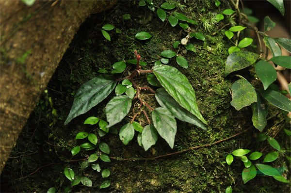 国家二级保护植物香港秋海棠（田代科供图）.jpg