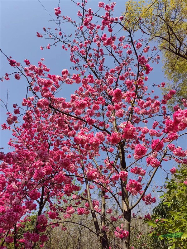 正值花期的樱花.jpg