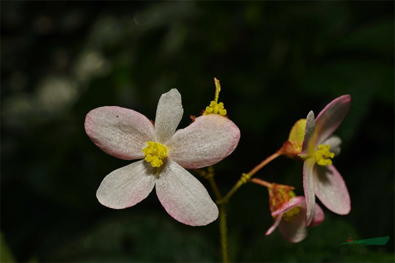 粉嫩的“龙陵秋海棠”花朵（丁洪波摄）.jpg