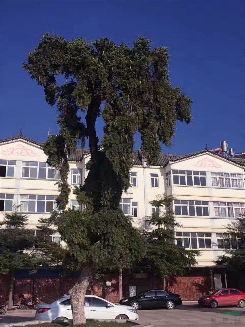 华宁县泉乡广场种植的“蓑衣龙树”树形优美 (1) - 复件(1).jpg