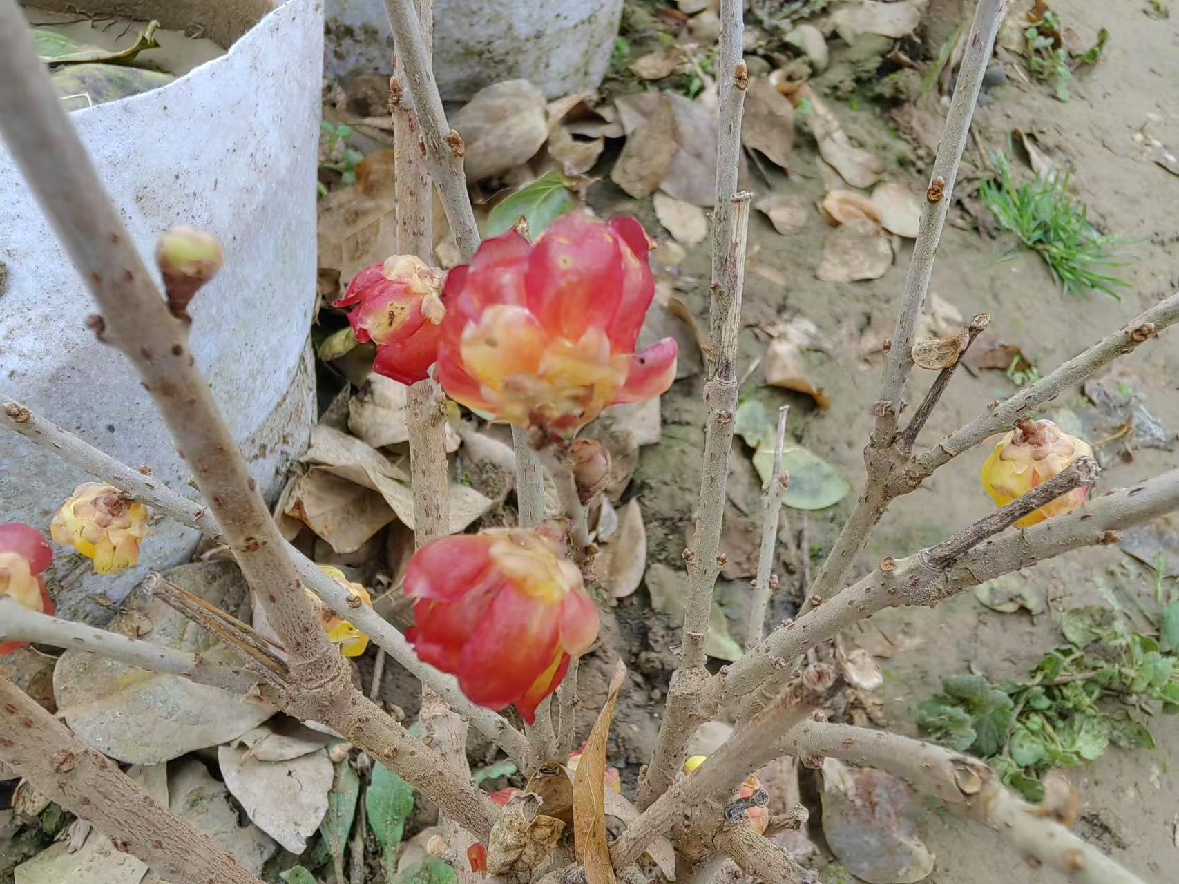 为年宵花市场添彩！蜡梅新品种‘二乔’获植物新品种权证书