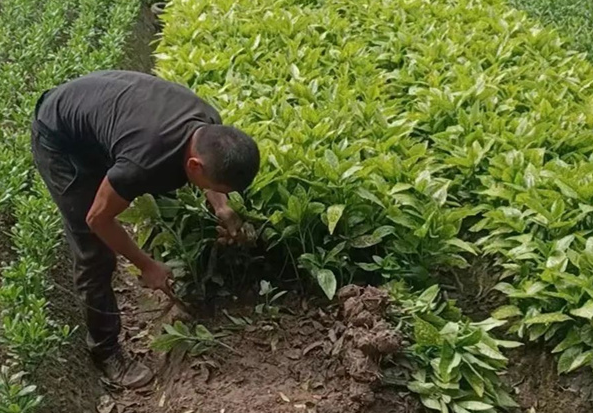 萧山小毛球卖的好，也全非市场相关