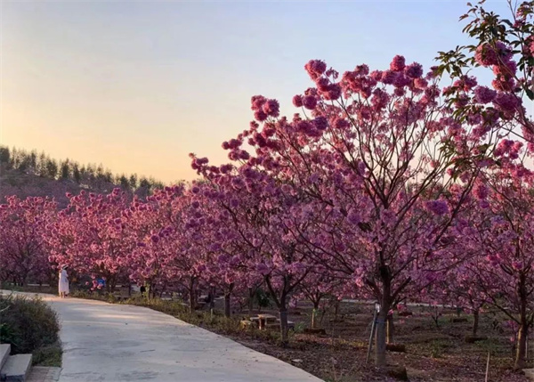 福建新中闽：花乔“三叉戟”，奇妙花主题！